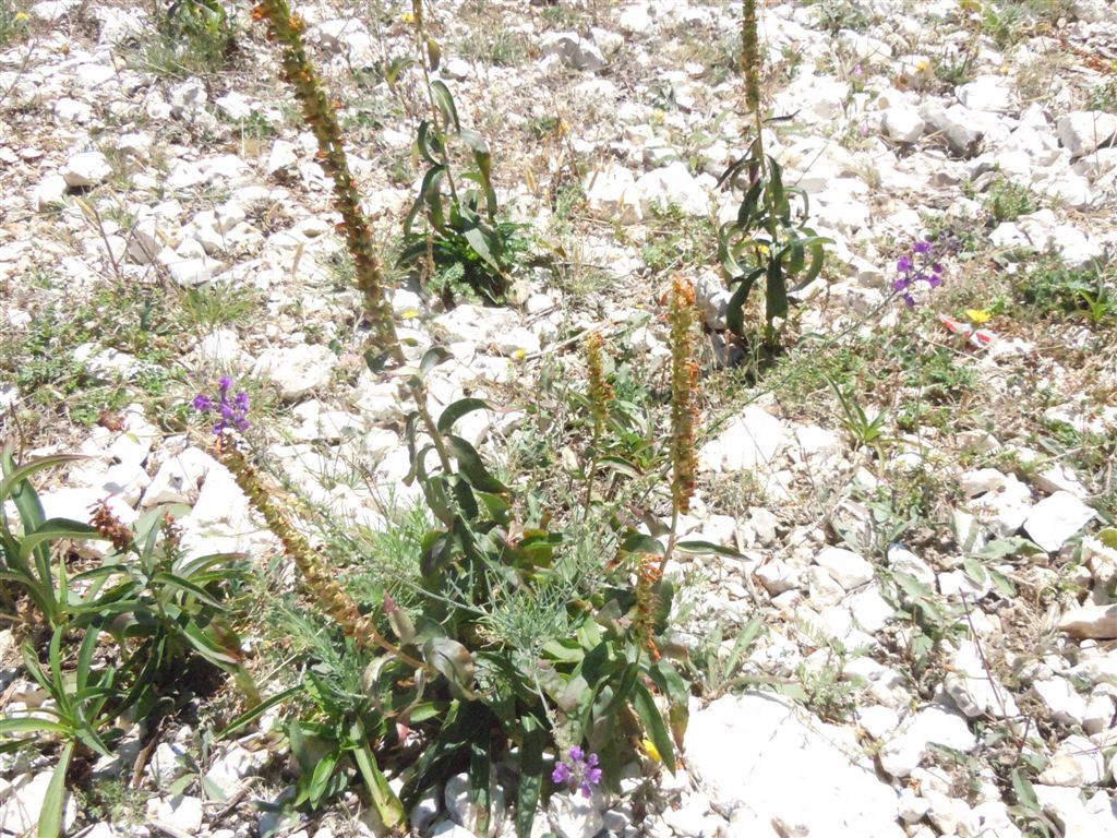 Colle Rotondo(AQ) : Linaria purpurea